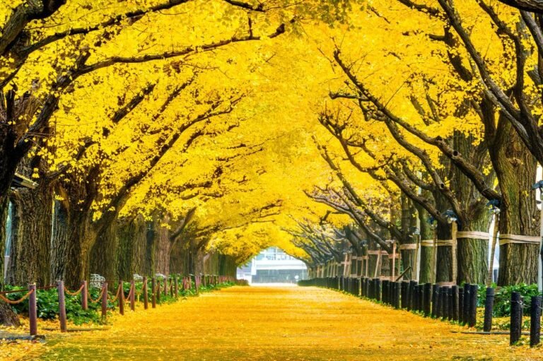 Exploring Yellow Spring Road in Japan