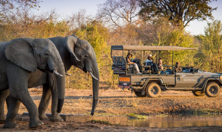 Wings of Wanderlust: Falcon Safaris’ Global Travel Guide