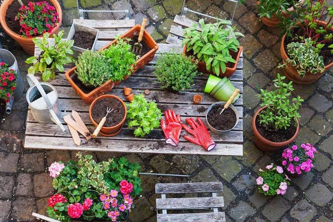 How to Choose the Right Size Garden Container for Your Plants