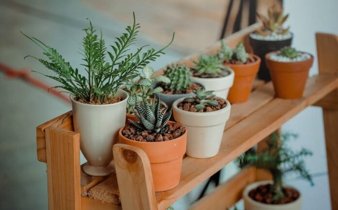 The Role of Plant Design in Modern Interiors