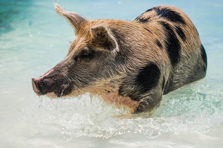 Exploring the Cultural Significance of Swimming with Pigs