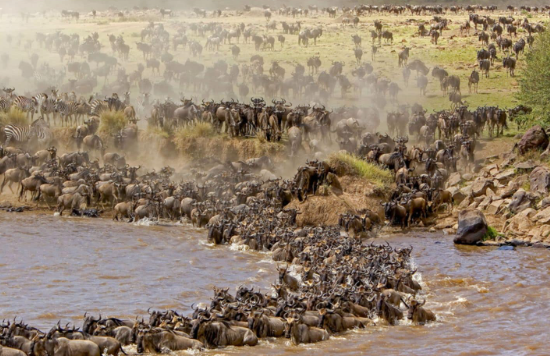 Safari Through the Serengeti – Explore Tanzania’s Iconic Wilds