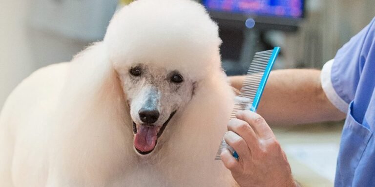 Grooming Your Furry Friend the Right Way
