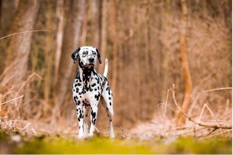 Why Are Dalmatians Not Popular? Here Are Three Reasons