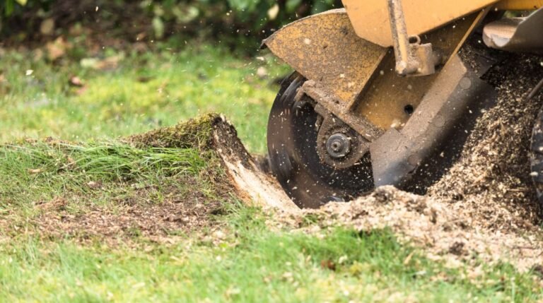 What’s the Difference Between Stump Removal and Stump Grinding?