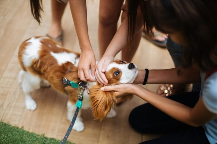 Understanding Veterinary Surgical Care: What Pet Owners Should Know