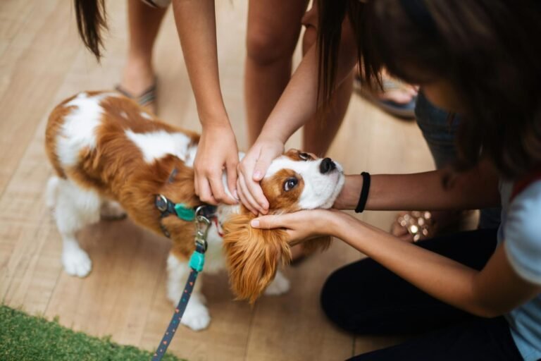 Understanding Veterinary Surgical Care: What Pet Owners Should Know