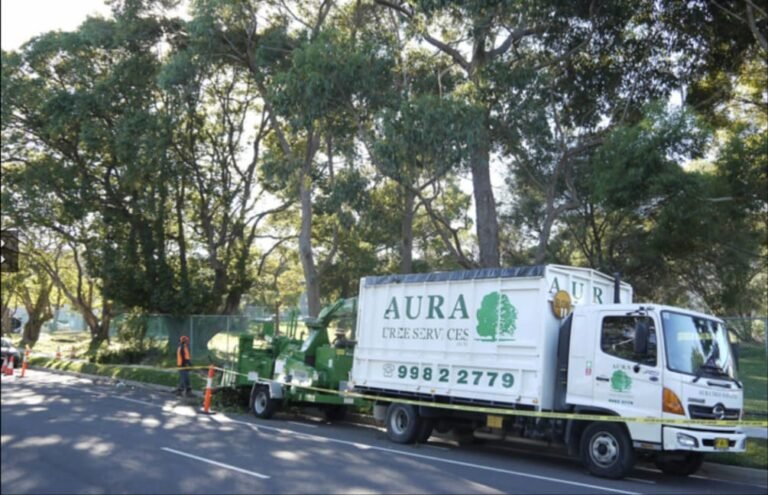 Professional Tree Removal Services on the Northern Beaches: Safe, Local and Reliable