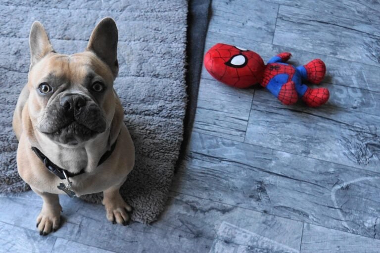 Adopt a French Bulldog Puppy: Find Your Perfect Pet Companion